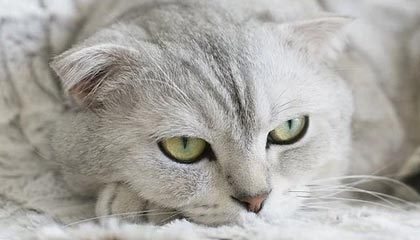 平阳2026年最新杭州高端商务伴游招聘网渠道分享(最方便真实的平阳茉莉伴游伴游天下全国联盟方法)