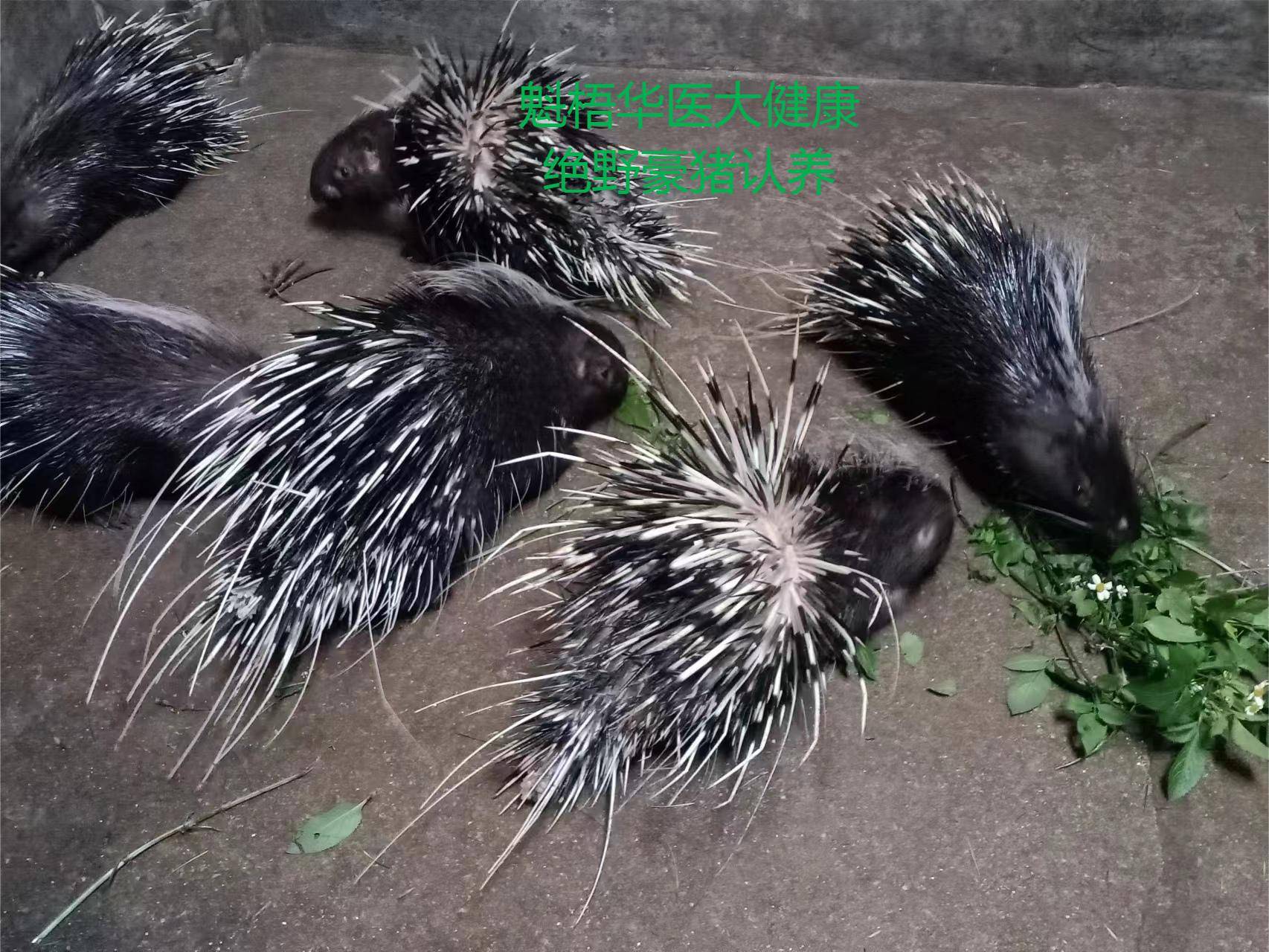最新豪猪回收商家方法分析(最方便真实的平阳豪猪卖去什么地方方法)